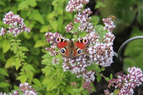 Schmetterling auf Oregano Foto: Michaela Lemke